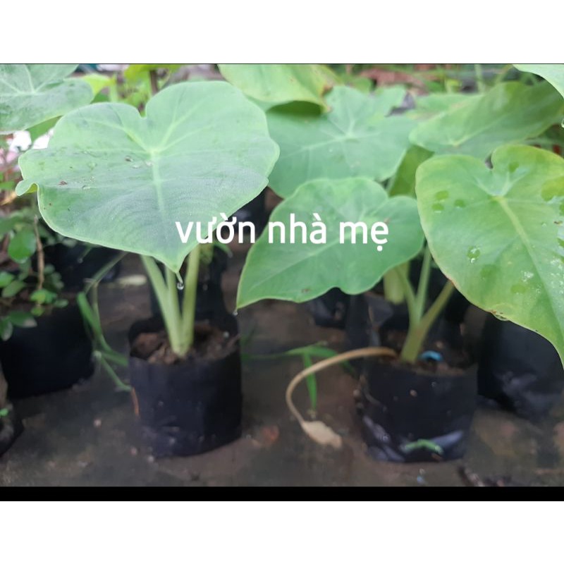 Cây bạc hà nấu canh