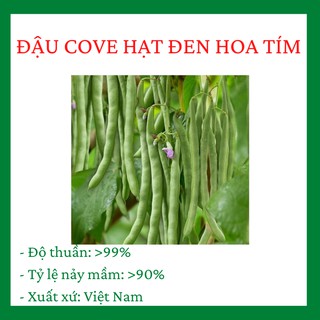 Đậu Cove Leo Hạt Đen Hoa Tím 10 gram siêu quả, chịu nhiệt, sinh trưởng phát triển tốt CQ013