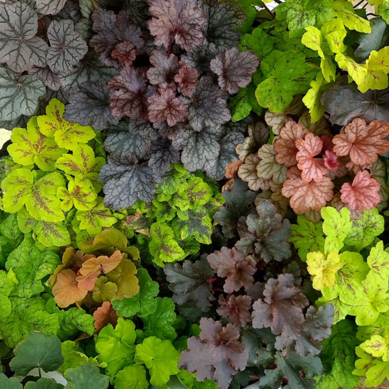 CÂY CHUÔNG SAN HÔ (HEUCHERA) SIÊU TO