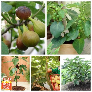 Cây giống Sung Mỹ giống Brown Turkey - Hàng giâm cành, giống chuẩn