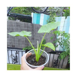 CÂY BẠC HÀ. NẤU CANH CHUA.( Shop mới bán,mua đơn 100k có quà tặng)