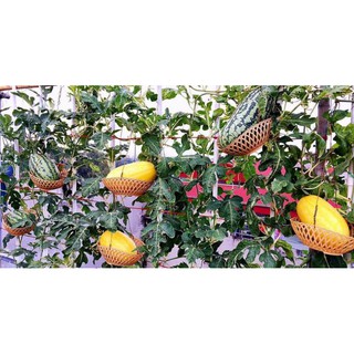 [Hạt Giống Thái Lan] Dưa Hấu Diana Vỏ Vàng Ruột Đỏ Known You Thái (Gói zin 7 hạt )