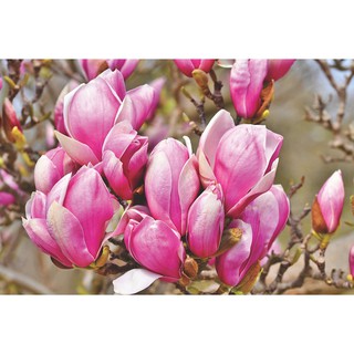 Hạt giống hoa mộc lan - THE XANH