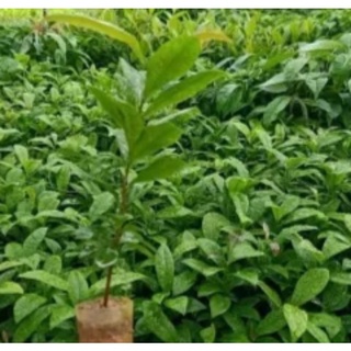 2 cây mai vàng yên tử (cao trên 80cm)