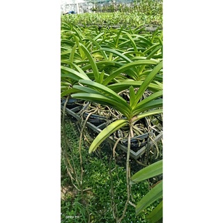 Lan Hải Yến cây đang nụ