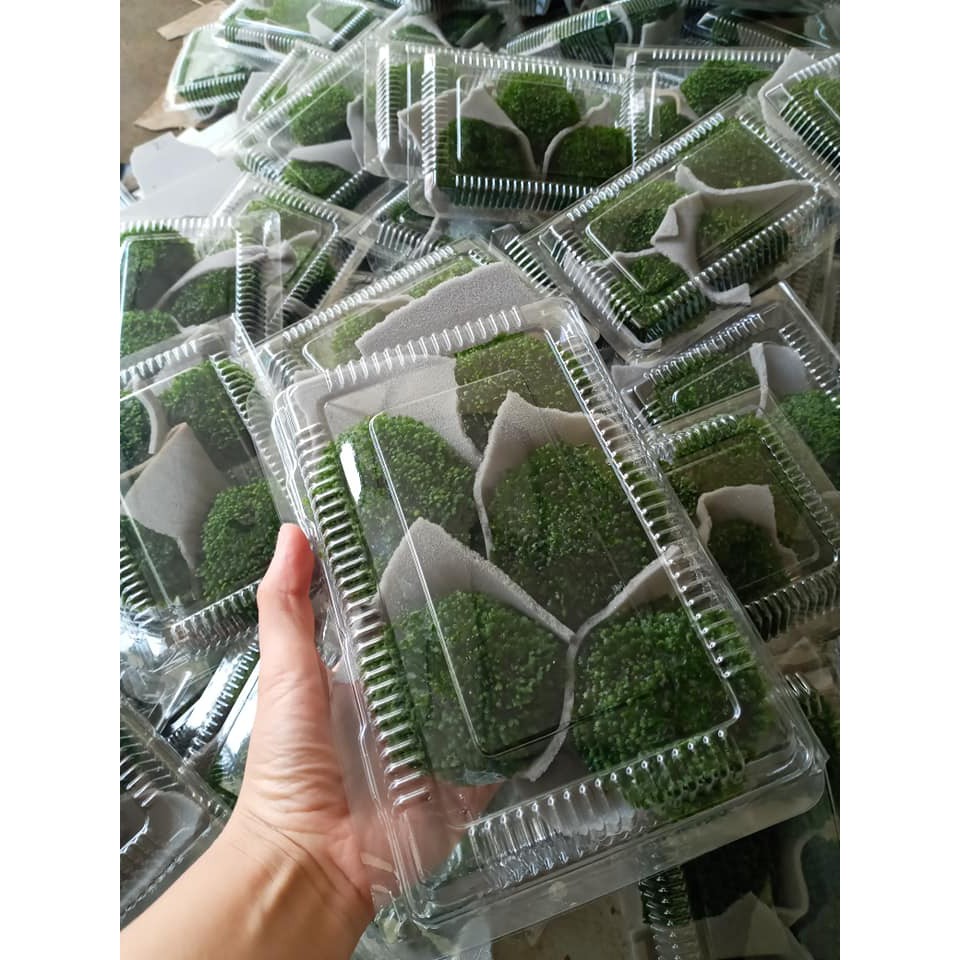 Rêu Mini Fiss Bám Đá loại lớn- Mini Fiss Viên Thuỷ Sinh - viên rêu minifiss - trang trí bể thủy sinh - bể tép
