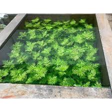 Cây CẮT CẮM THỦY CÚC lá cạn - Cây thủy sinh set hồ cá - Dễ trồng và không cần CO2