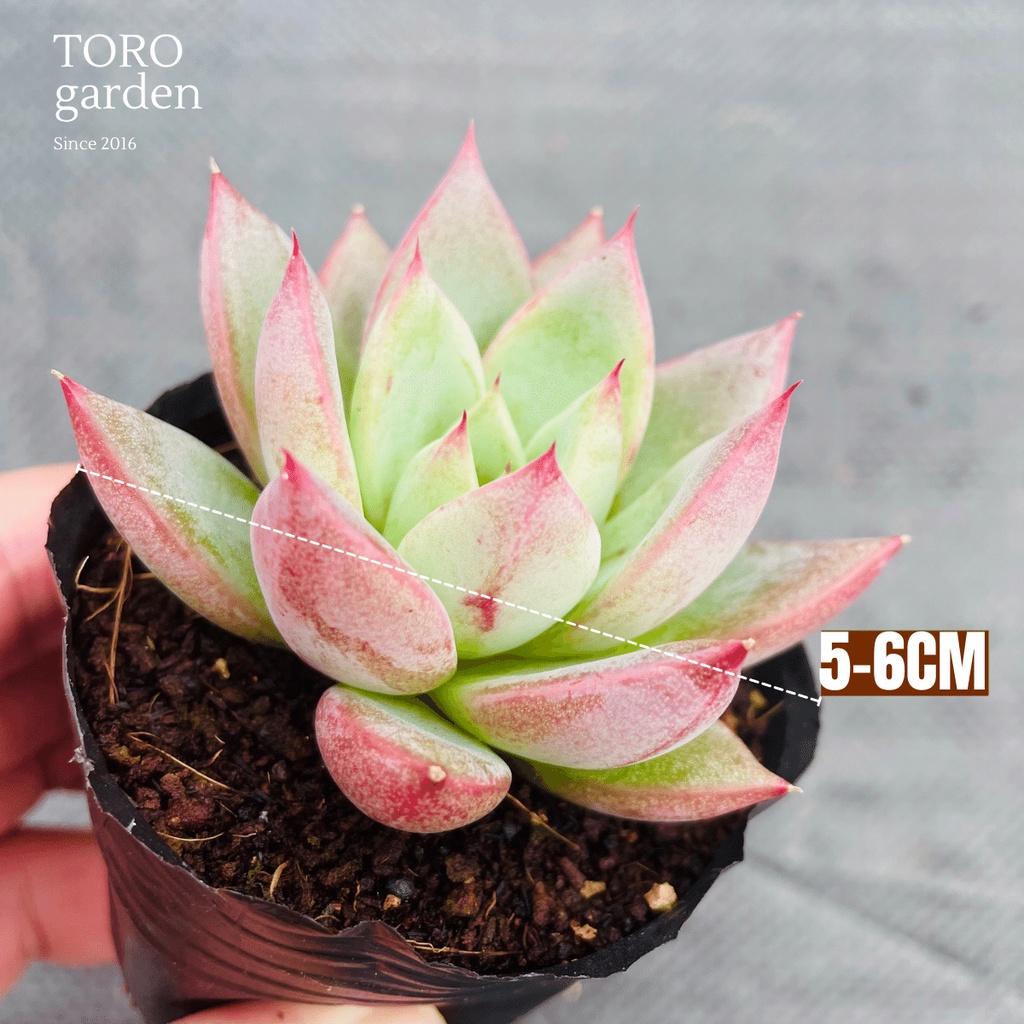 Sen đá mận tím Đà Lạt size bé cây cảnh trang trí nhà cửa Toro garden