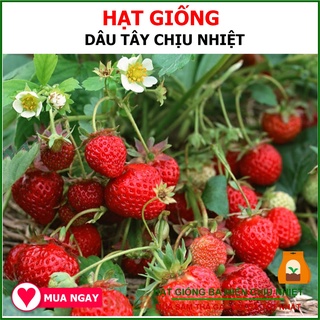 Hạt Giống Dâu Tây Đỏ - Strawberry (Fragaria)