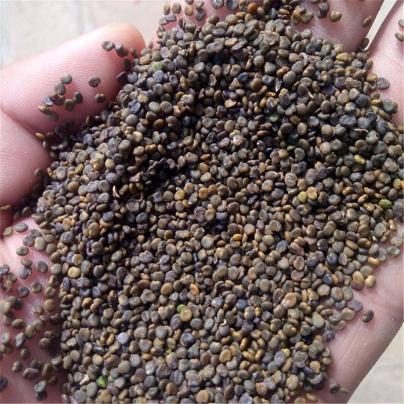 Sa Uyển Tử 100 gram.