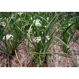 Phân bón Đạm U rê, Phân Lân, Phân Kali 500gram863