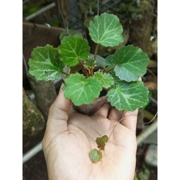 Cây Tai hùm, Saxifraga stolonifera, Strawberry Begonia,chuông san hô Việt thích hợp bán cạn, tiểu cảnh