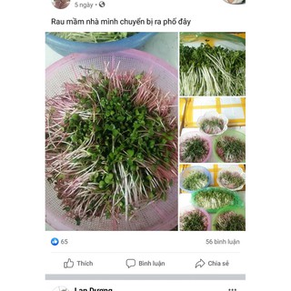 Hạt rau mầm củ cải đỏ 100g