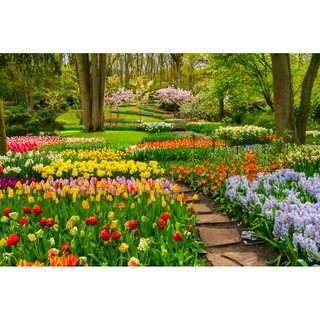 Tranh dán tường Tranh vườn hoa tulip sinh động rực rỡ , tranh dán tường 3d hiện đại (tích hợp sẵn keo)
