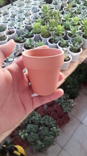 Chậu Đất Nung Giá Rẻ