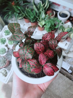 Chậu cây cẩm nhung (cây may mắn)