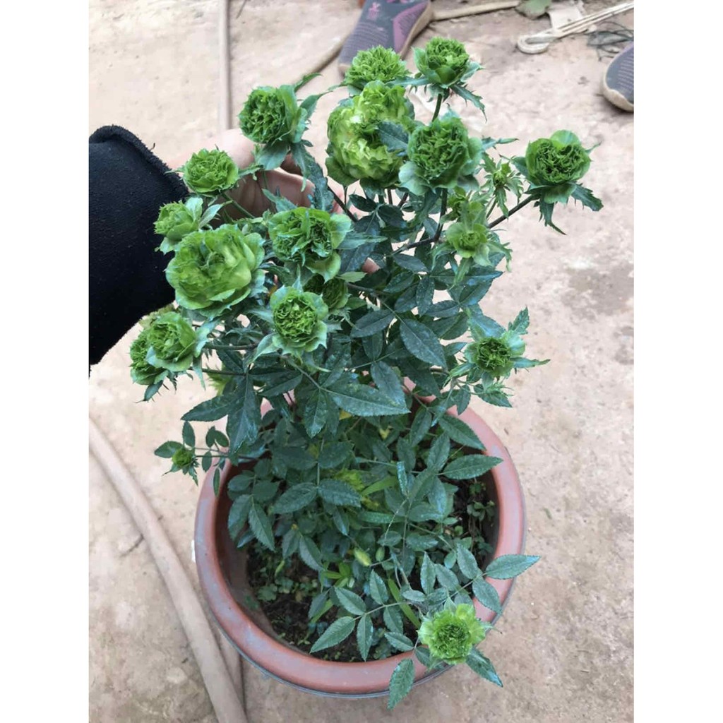 Cây giống hoa Hồng xanh Jane Green + Tặng (0,3kg) phân hữu cơ cao cấp