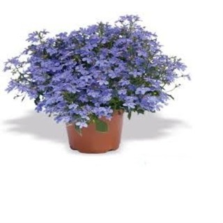 hạt giống hoa cúc lobelia 100 hạt