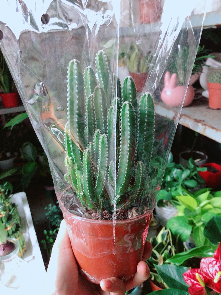 Xương Rồng Thanh Sơn