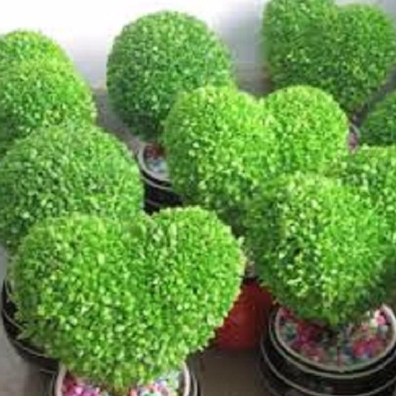 Shop 1K - 100h Hạt Giống Cỏ May Mắn