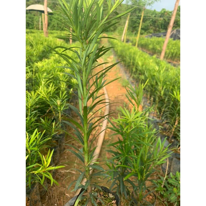 Cây Giống Tùng La Hán - Vạn Niên Tùng Cao Từ 20cm đến 30cm