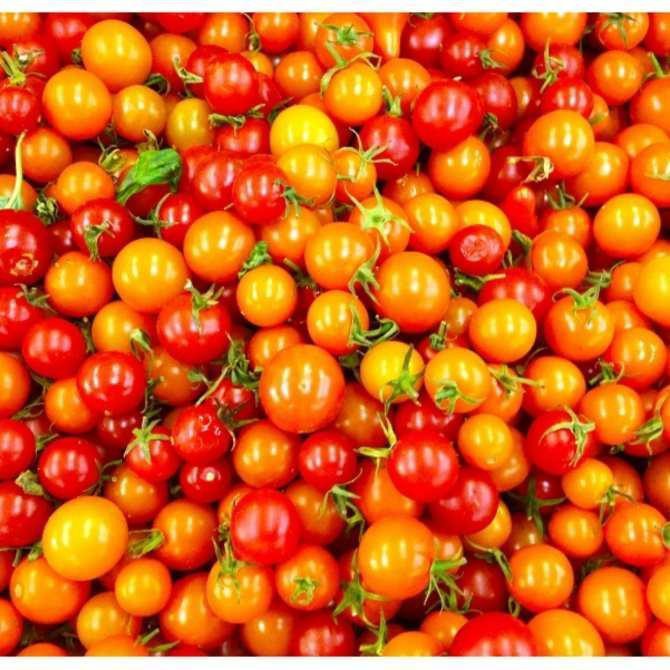 Hạt giống Cà chua bi lùn đỏ F1 20 hạt/ gói