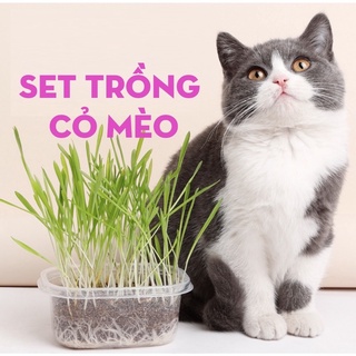 Set trồng cỏ mèo kèm hủ + đất + hạt giống giúp tiêu búi lông