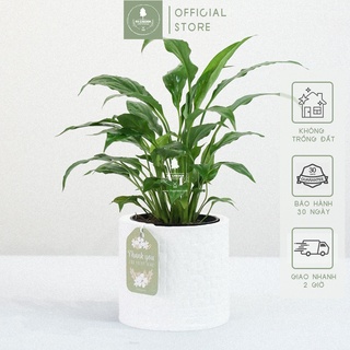Lan ý x chậu gốm sứ ami size 10 cm - cây để bàn làm việc