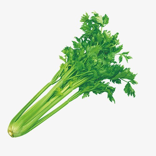 Hạt giống rau cần cọng Xanh Phú Nông Celery 282 - 5g