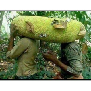Cây giống Mít malaysia trái dài