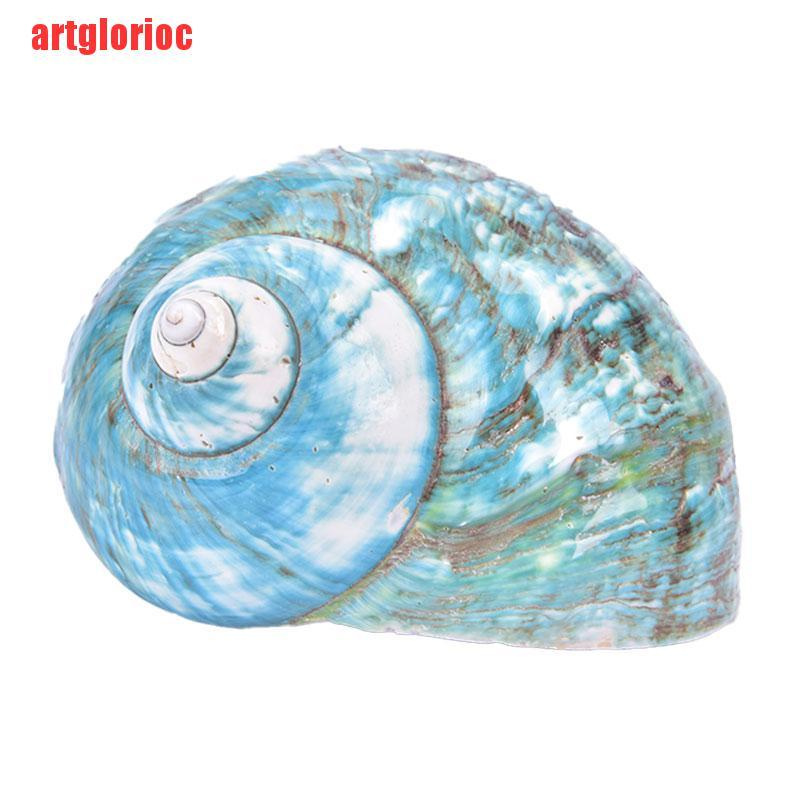 {artglorioc}Natural Shell Sea Conch Snail Fish Tank Aquarium Decorations Roll Shellfish VGH