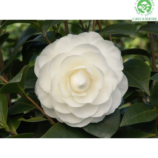 Cây trà my trưởng thành 70cm đang nụ hoa.