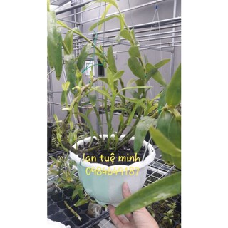 10ML Chế phẩm kích chồi cây trồng cực mạnh Keiki Pro Mỹ nhập khẩu CHÍNH HÃNG