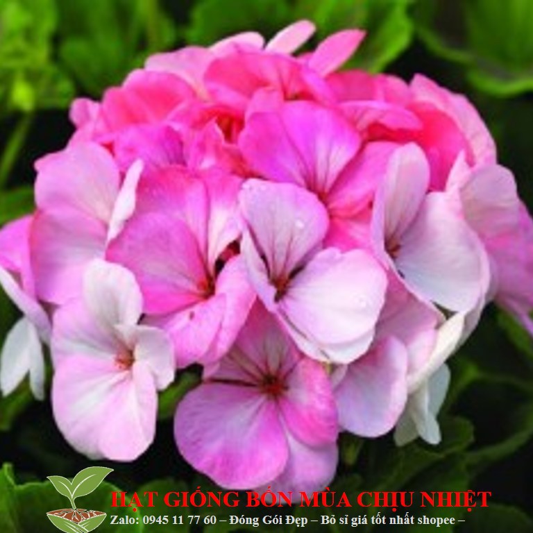 HẠT GIỐNG HOA PHONG LỮ THẢO GÓI 10 HẠT ĐẾN MÙA TRỒNG TẾT luckyseed hạt siêu rẻ