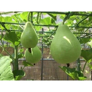 Hạt giống bầu tròn (bầu gáo) Thái Lan 14 hạt