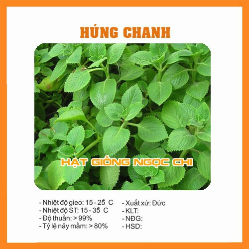 Hạt Giống Rau Húng Chanh - 0.1Gr