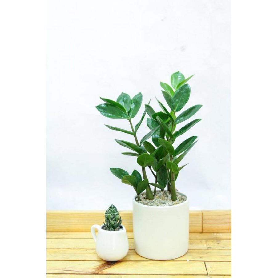 Cây kim tiền mini để bàn - Chậu Nhựa