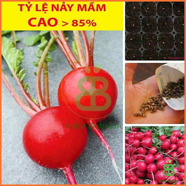 Hạt Giống Củ Cải Đỏ F10 5Gr Cherry, Năng Suất Bội Thu