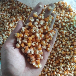 Bát Đựng Thức Ăn Cho Chim Bồ Câu
