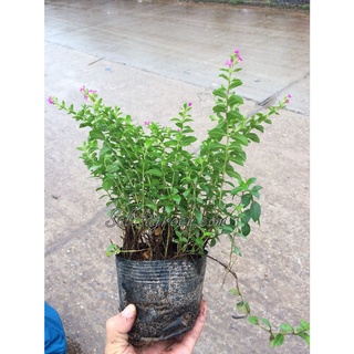 Cây cẩm tú mai