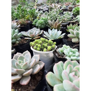 SEN ĐÁ HỒNG PHẤN🌵SIZE6CM🌵SEN ĐÀ LAT🌵THUẤN SỨ NÓNG🌵FREESHIP🌵1 ĐỔI 1