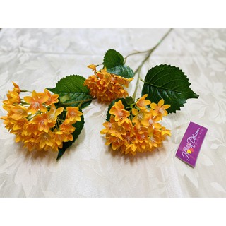 HOA VẢI LỤA, HOA CẨM TÚ CẦU