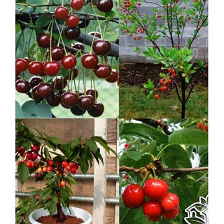 Hạt giống Cherry (anh đào)
