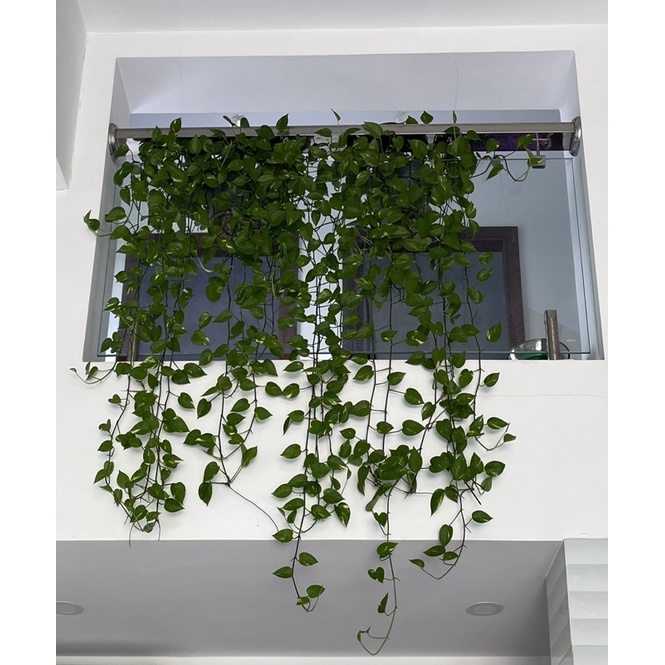 Trầu bà đốm
