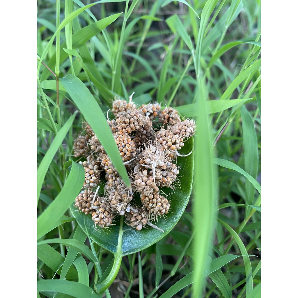 Kê chùm nguyên bông nhà trồng dùng tắm cho bé ngứa rôm sảy - gói 100gr