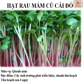 Rau mầm củ cải đỏ LUCKY SEEDS 50gr bổ dưỡng trồng quanh năm không sâu bệnh