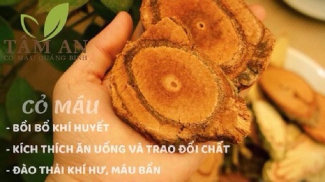 Cỏ máu Tâm An Quảng Bình đẹp da- an thần