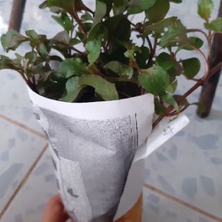 combo 2 bầu cây xà lách xoong nhật