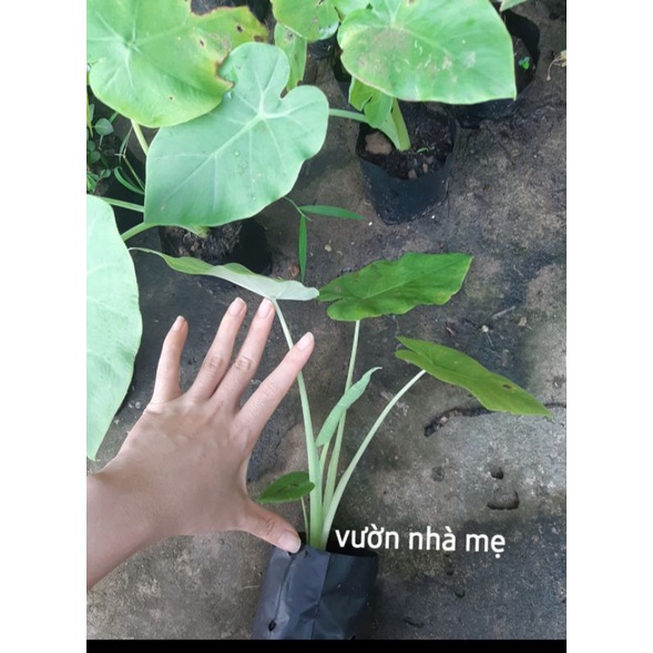 Cây bạc hà nấu canh