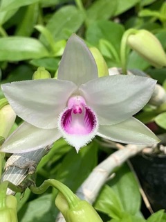 Hoa lan giả hạc, phi điệp vn127